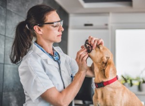 Common Dog Dental Problems: Causes, Symptoms, and Solutions