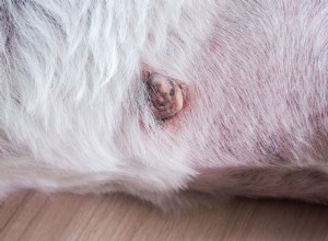 Understanding Dog Skin Cancer: Types, Symptoms, and Treatment Options