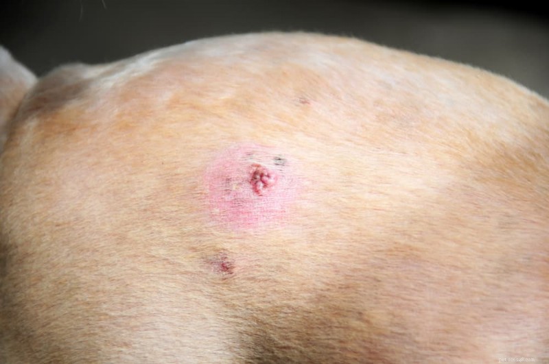 Förstå hundhudcancer:typer, symtom och behandlingsalternativ 