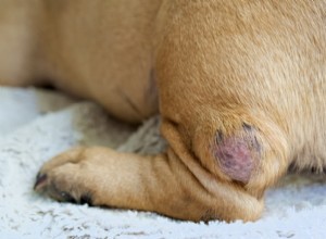 Detecting Canine Cancer Early: Key Warning Signs for Pet Owners