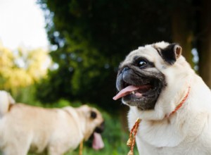 Dog Obesity: Risks, Symptoms, and Proven Weight‑Loss Solutions