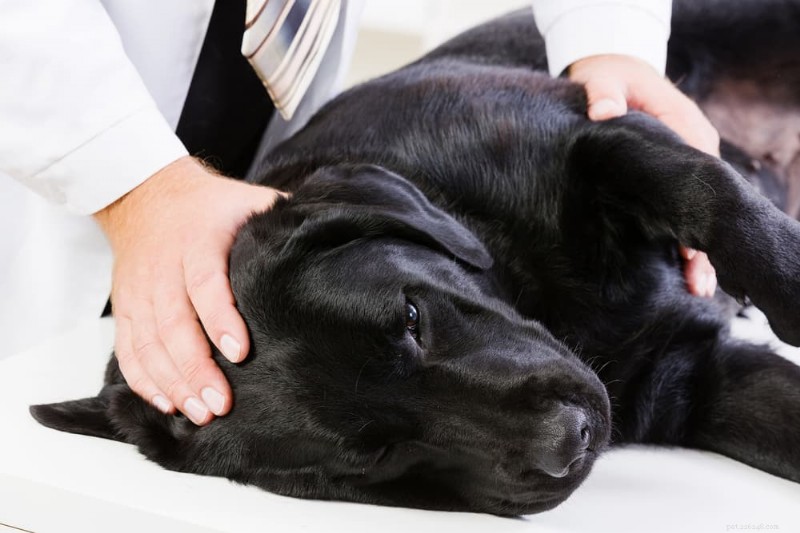 Top 9 gevaarlijke gifstoffen die aanvallen bij honden kunnen veroorzaken 
