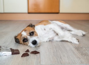 Top 9 Dangerous Toxins That Can Trigger Seizures in Dogs