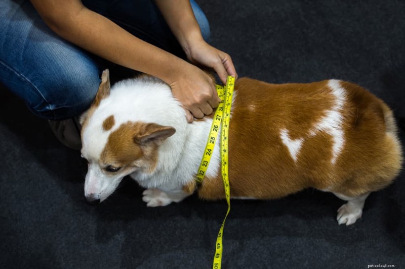 Het ideale gewicht van uw hond bepalen:een uitgebreide gids 
