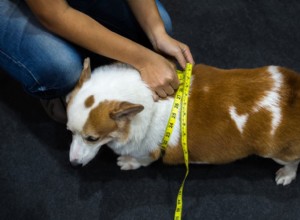 Determining Your Dog s Ideal Weight: A Comprehensive Guide