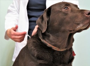 Managing Dog Diabetes: Expert Treatment Plan & Cost Guide