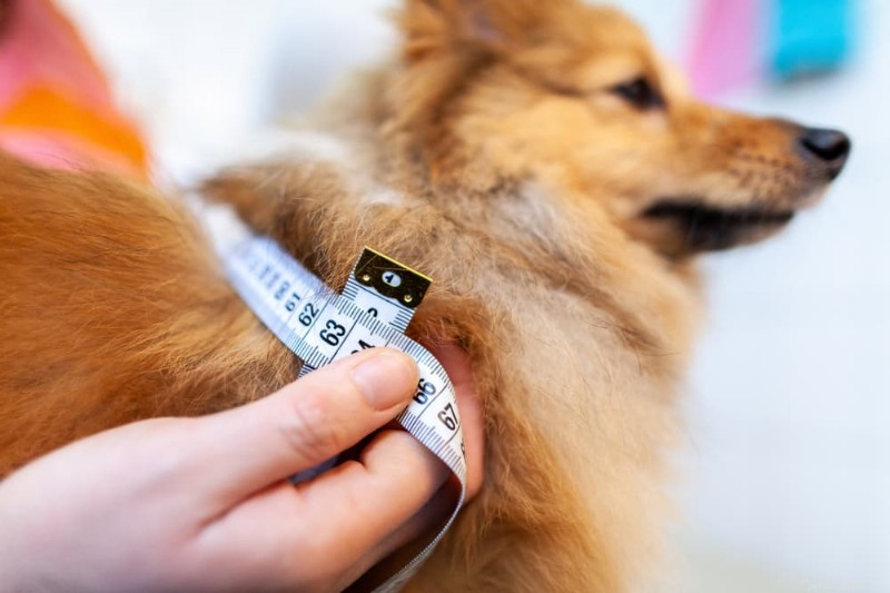 Diabetes bij honden beheren:deskundig behandelplan en kostengids 