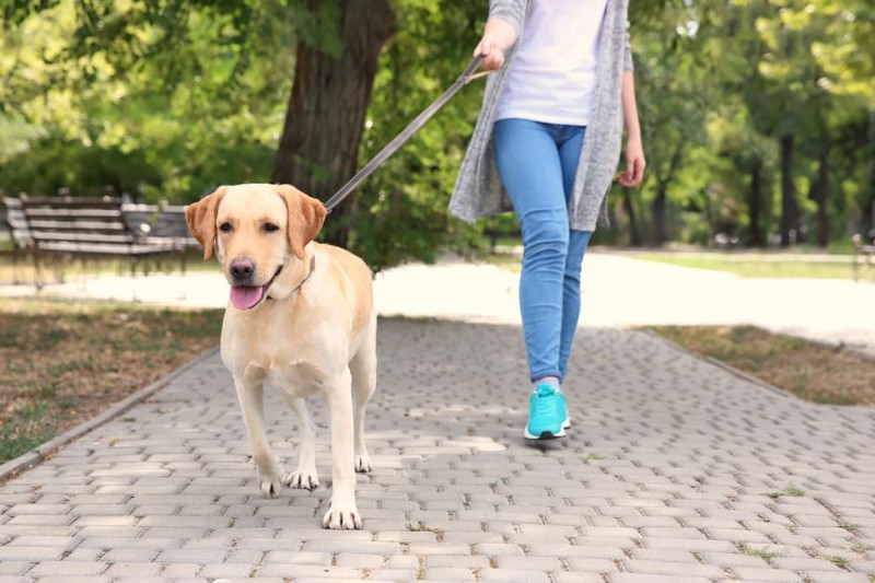 Diabetes bij honden beheren:deskundig behandelplan en kostengids 