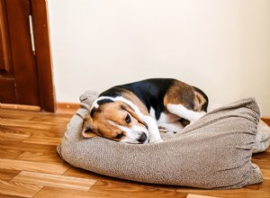Dog Laxatives: Safe Constipation Relief and Key Side‑Effect Tips
