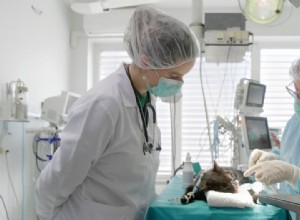 Cat Bladder Stone Surgery: Costs, Recovery, and Care Tips