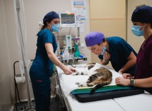 Cat Intestinal Blockage Surgery: Costs, Care, and Recovery Guide