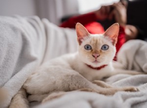Do Cats Burp? Understanding Normal vs. Unusual Burping in Cats