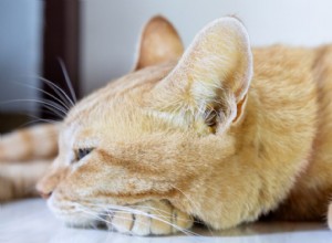 Cat Vomiting Blood: Symptoms, Causes, and Immediate Care Steps