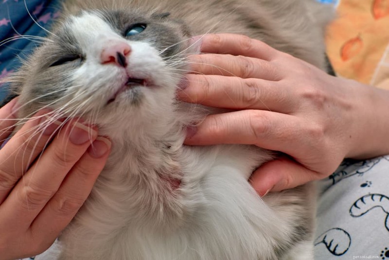 Haarverlies bij katten begrijpen:oorzaken, symptomen en effectieve oplossingen 