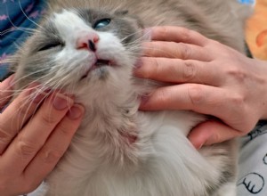 Understanding Cat Hair Loss: Causes, Symptoms, and Effective Solutions