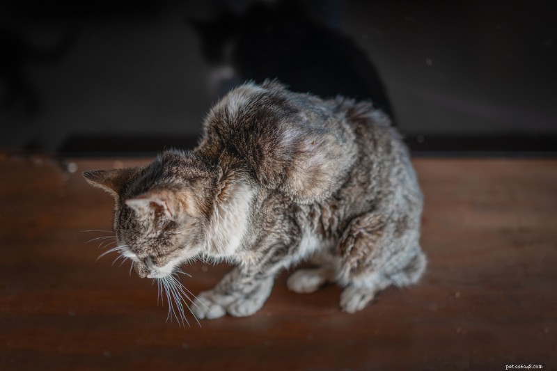 Kattenknobbels begrijpen:soorten, oorzaken en wanneer u een dierenarts moet raadplegen 