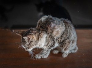 Understanding Cat Lumps: Types, Causes, and When to See a Vet