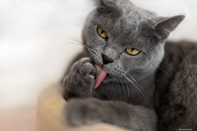 Een droge huid bij katten begrijpen en behandelen:oorzaken, symptomen en oplossingen 