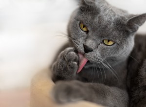 Understanding and Treating Dry Skin in Cats: Causes, Symptoms, and Remedies