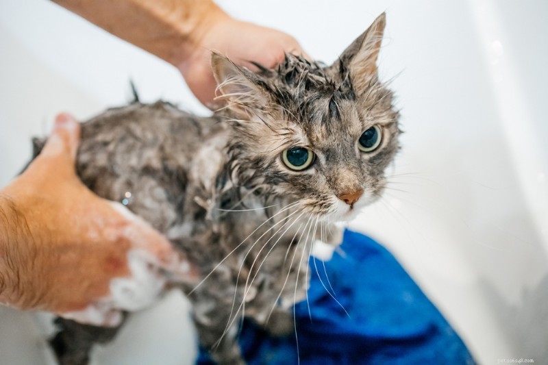 Een droge huid bij katten begrijpen en behandelen:oorzaken, symptomen en oplossingen 