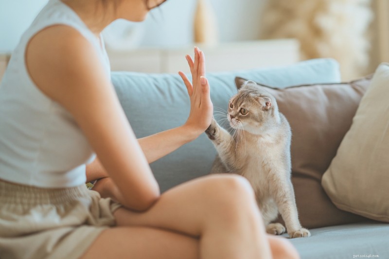 Explicação das patas do gato:dicas de anatomia, cuidados e proteção 