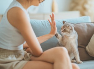 Cat Paws Explained: Anatomy, Care, and Protection Tips
