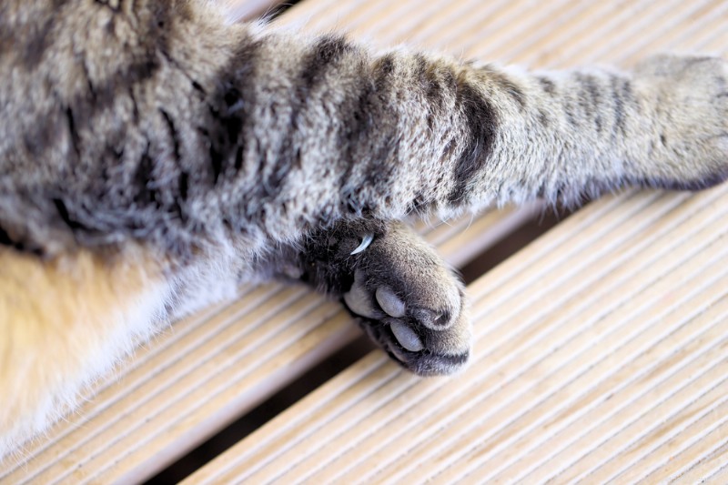 Explicação das patas do gato:dicas de anatomia, cuidados e proteção 