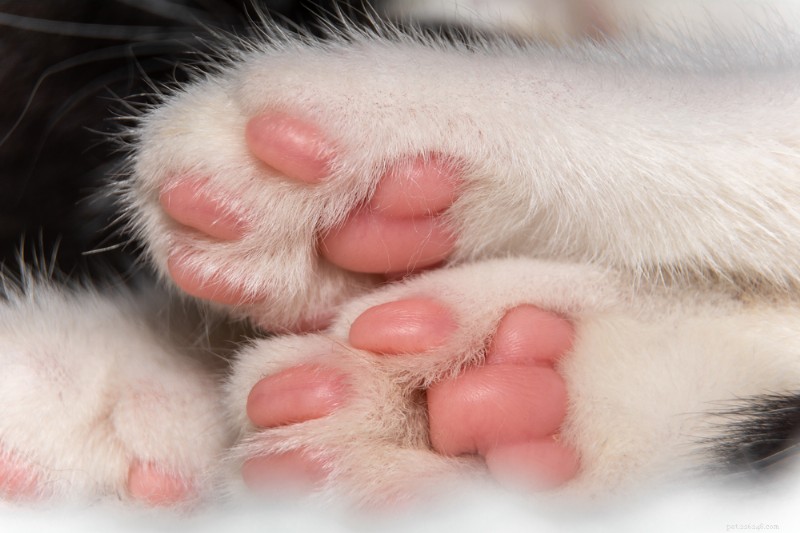 Explicação das patas do gato:dicas de anatomia, cuidados e proteção 