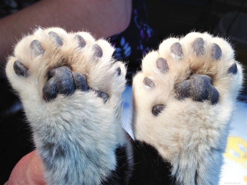 Explicação das patas do gato:dicas de anatomia, cuidados e proteção 