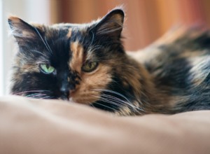 Cat GI Lymphoma: Symptoms, Causes, and Treatment Strategies