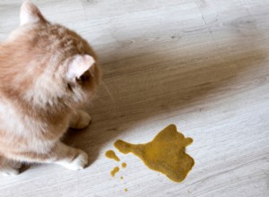 What to Do if Your Cat Vomits Brown Liquid: Signs, Causes, and Treatment