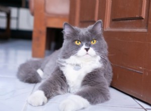 Understanding Cat Hip Dysplasia: Causes, Symptoms, and Effective Treatments