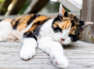 8 Clear Signs Your Cat May Be Approaching the End of Life