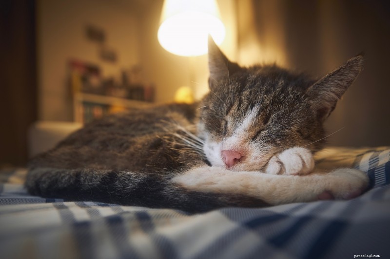 8 chiari segnali che il tuo gatto potrebbe avvicinarsi alla fine della vita 
