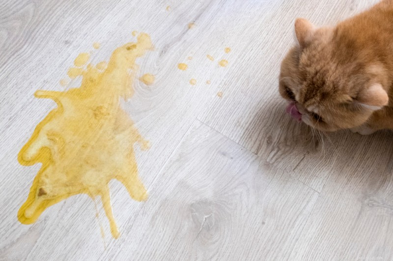 Vomito giallo nei gatti:cause, sintomi e trattamenti efficaci 