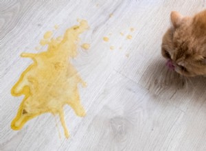 Yellow Vomit in Cats: Causes, Symptoms, and Effective Treatments