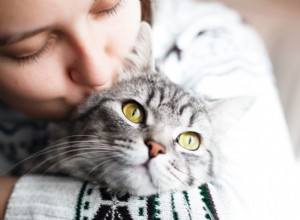 Expert Guide to Natural Pain Relief for Cats