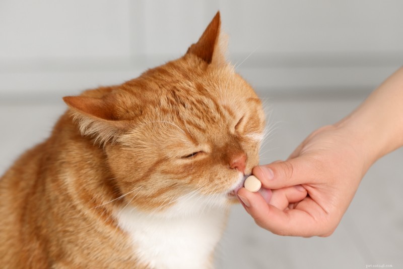 Guida esperta al sollievo naturale dal dolore per i gatti 