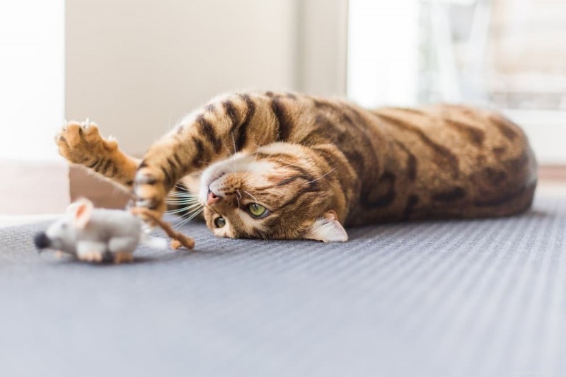 Guida esperta al sollievo naturale dal dolore per i gatti 