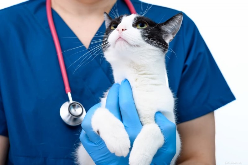 Cosa fare quando il tuo gatto vomita vermi:soluzioni rapide e sicure 