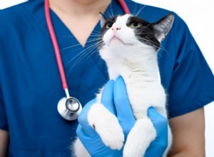 What to Do When Your Cat Vomits Worms: Quick, Safe Solutions