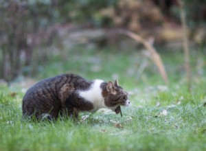 When Your Cat Vomits Clear Liquid: Causes, Symptoms, and Immediate Actions