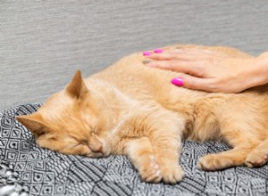 Understanding Bobcat Fever (Cytauxzoonosis) in Cats: Causes, Risks, and Prevention