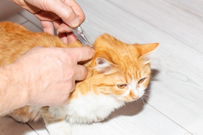 고양이의 보브캣 열병(Cytauxzoonosis) 이해:원인, 위험 및 예방 