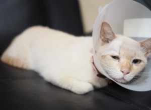 The Cat Pain Scale: Expert Guide to Assessing Feline Discomfort
