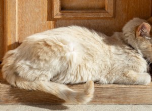 Meningitis in Cats: Early Signs, Causes, and Proven Treatment Options