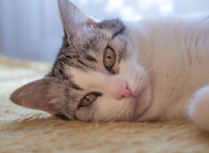 14 Key Stroke Symptoms in Cats: Spotting and Responding Quickly