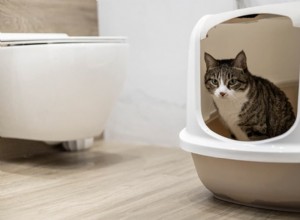 Cat Urinary Blockages: Immediate Care & Affordable Payment Options