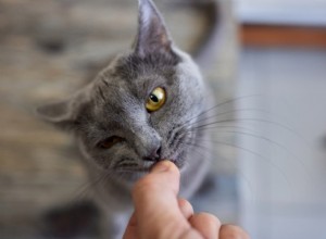 Understanding Cat Hyperglycemia: When Blood Sugar Becomes Dangerous