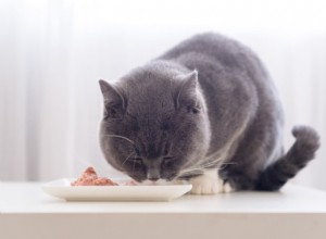 Understanding Mucus in Your Cat’s Stool: Causes, Concerns, and When to Seek Veterinary Care